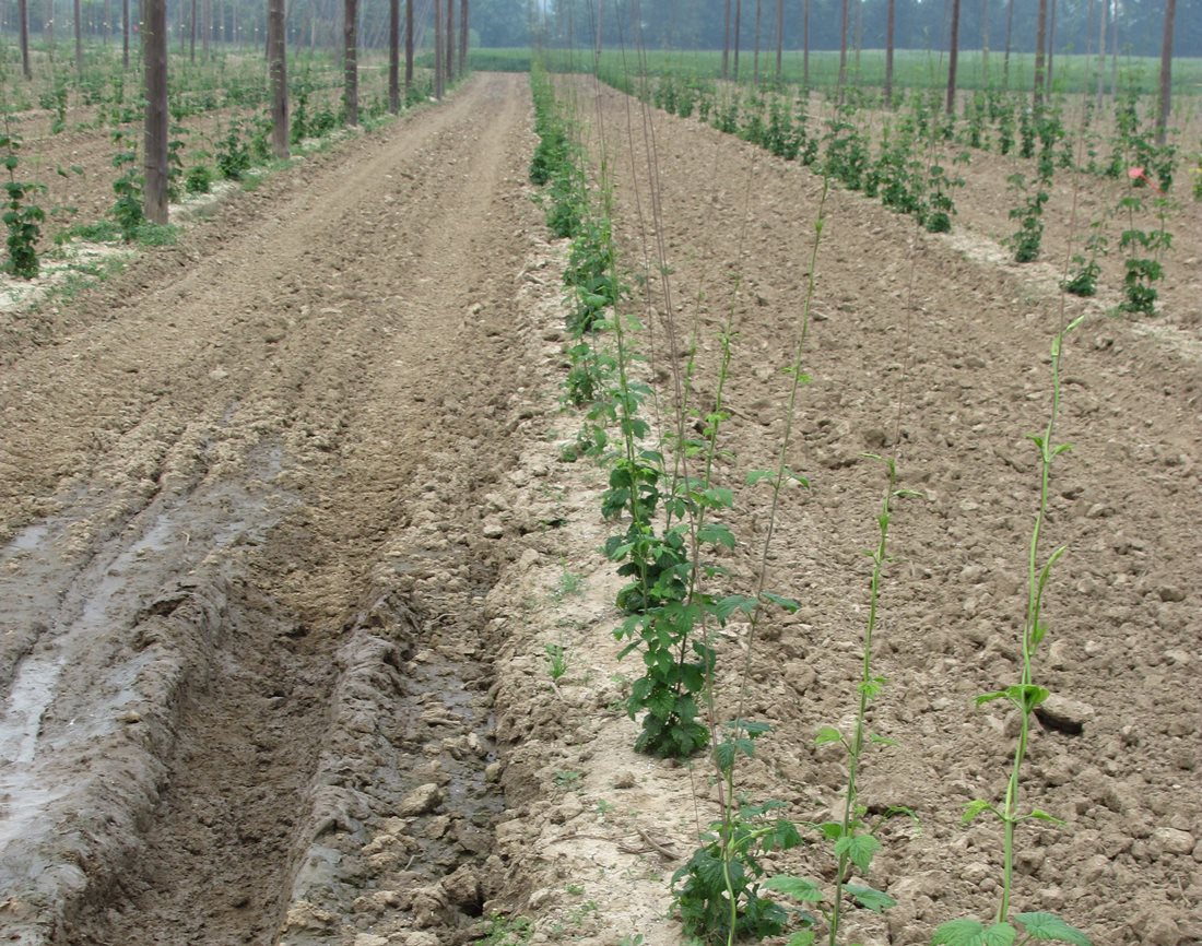 uprawa chmielu, skup chmielu, MRiRW, wsparcie dla rolnictwa