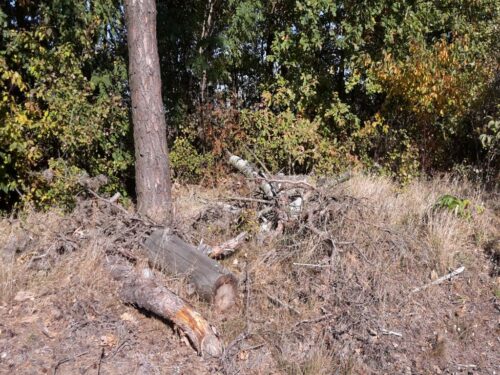 chrust na opał, Edward Siarka, Lasy Państwowe, samowyrób