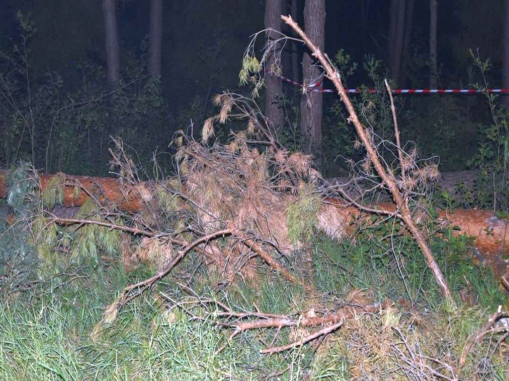 wycinka drzew, drzewo przygniotło 63-latka, Łosiniec, Monika Ryczek, powiat tomaszowski