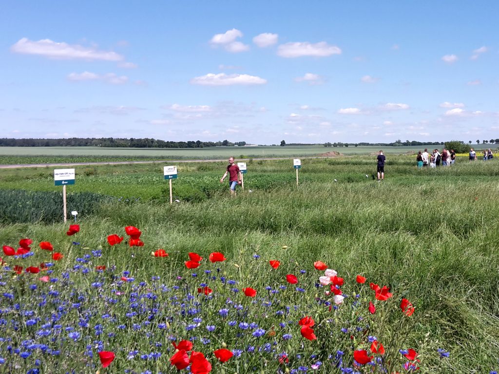 Wielkopolska Izba Rolnicza, Zielony Ład, Krajowy Plan Strategiczny, PROW