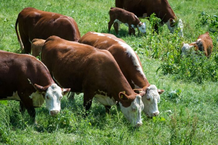 hereford, buhajki, sekcja, PZHiPBM