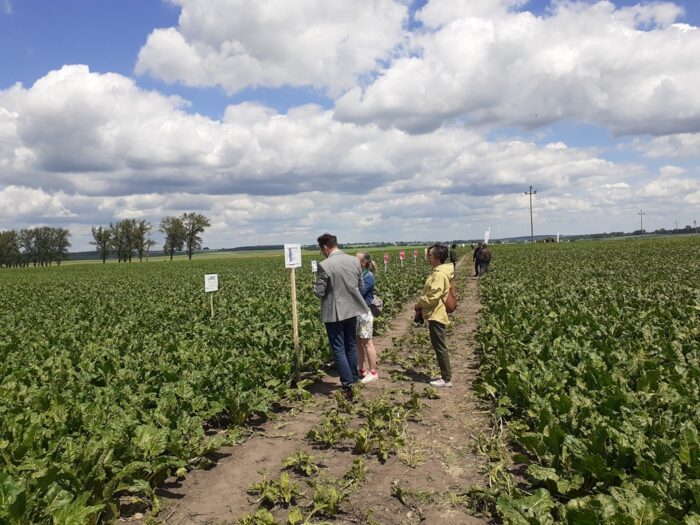 Dzień Pola" Cukrowni Werbkowice, uprawa buraka cukrowego, Hulcze, Maryla Symczuk, powiat hrubieszowski