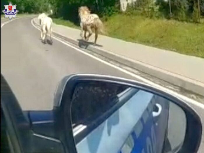 konie uciekły z gospodarstwa, kuce na drodze, Zakrzówek, powiat rypiński, Paweł Cieliczko