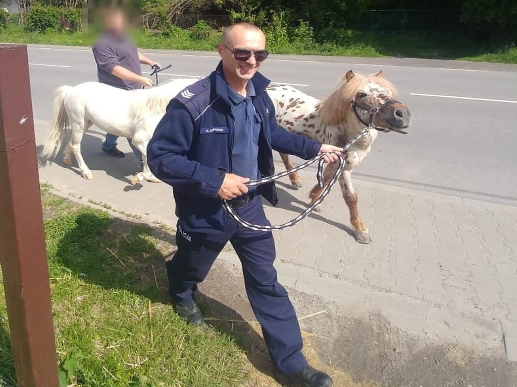 konie uciekły z gospodarstwa, kuce na drodze, Zakrzówek, powiat rypiński, Paweł Cieliczko