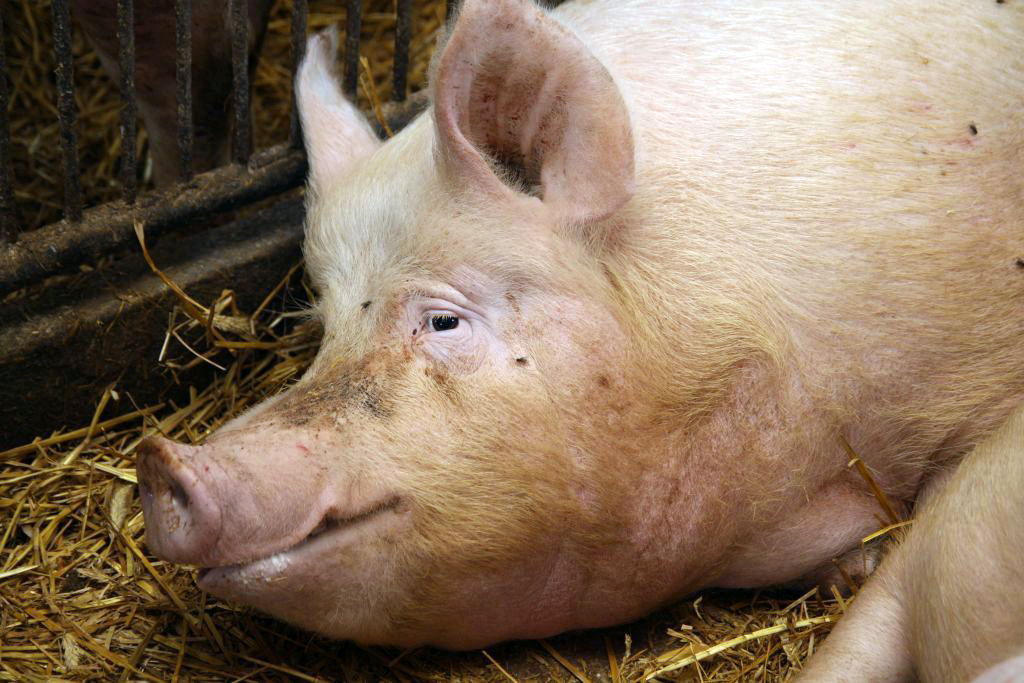 ognisko asf u świń, wirus asf, asf w Polsce, maciory, lochy, trzoda chlewna, ASF w Wielkopolsce, strefa różowa