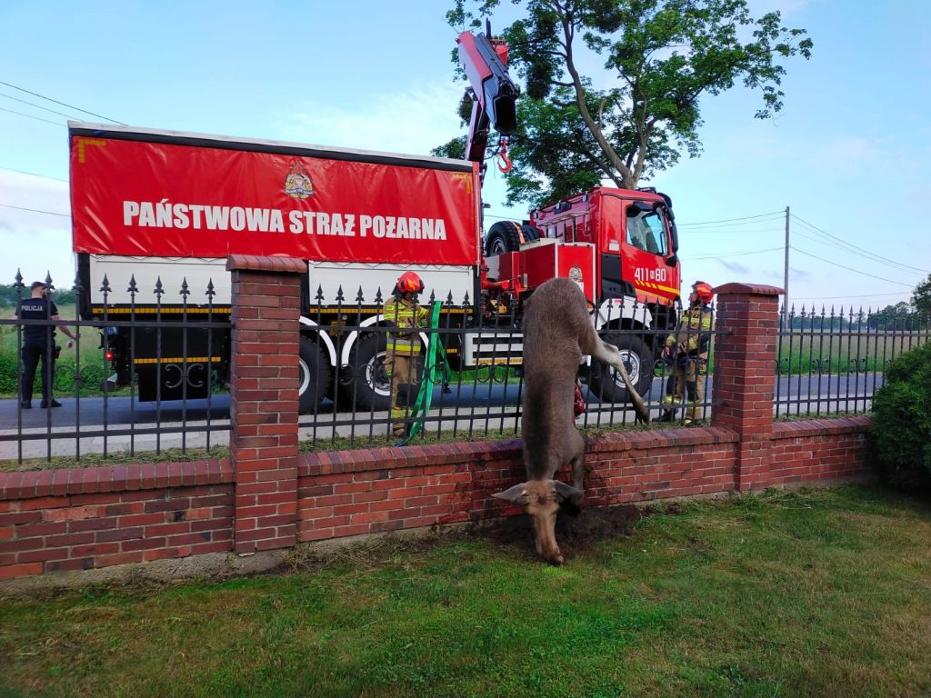 Łoś skonał na kościelnym ogrodzeniu, Braniewo, KP PSP Braniewo