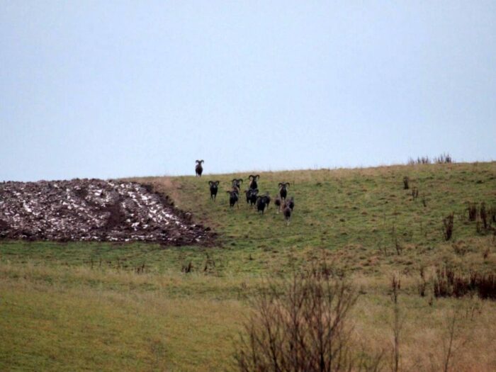 muflon, szkody łowieckie