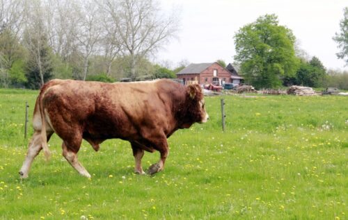 ceny bydła rzeźnego, mięso wołowe, wołowina, spadek cen, zakup bydła rzeźnego