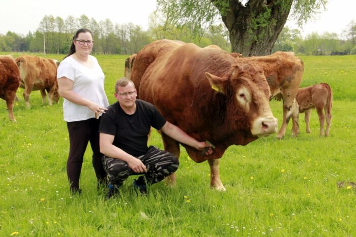 produkcja odsadków, bydło limousine, hodowla, bydło mięsne, pastwisko, obora, materiał hodowlany,