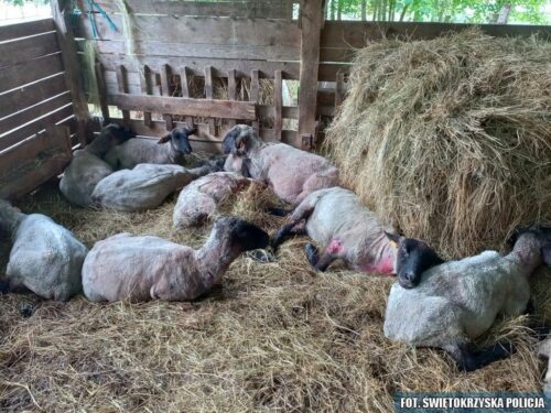 psy zagryzły owce, powiat pińczowski, Damian Stefaniec, hodowla owiec, KPP PIńczów