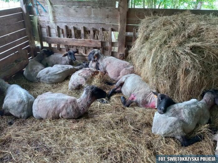 psy zagryzły owce, powiat pińczowski, Damian Stefaniec, hodowla owiec, KPP PIńczów