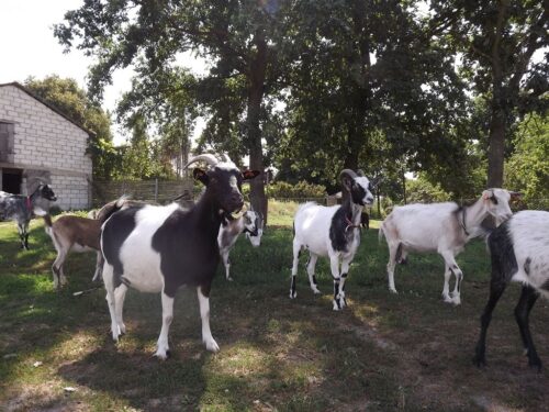 rasy rodzime, bydło białogrzbiete, kozy sandomierskie, koniki polskie, owca uhruska, świnia puławska, kura zielononóżka