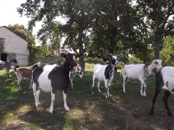 rasy rodzime, bydło białogrzbiete, kozy sandomierskie, koniki polskie, owca uhruska, świnia puławska, kura zielononóżka