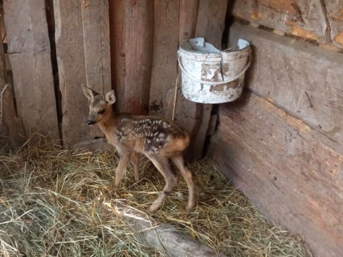 powiat janowski, sarenka w rowie, Barbara Moskal , KPP Janów Lubelski