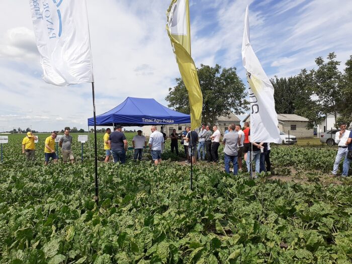 Panoramy Pól TimacAgro, Ślipcze, powiat hrubieszowski, Marcin Wieremczuk