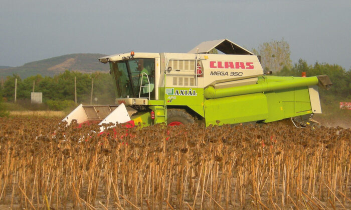 słonecznik, siewka, wschody