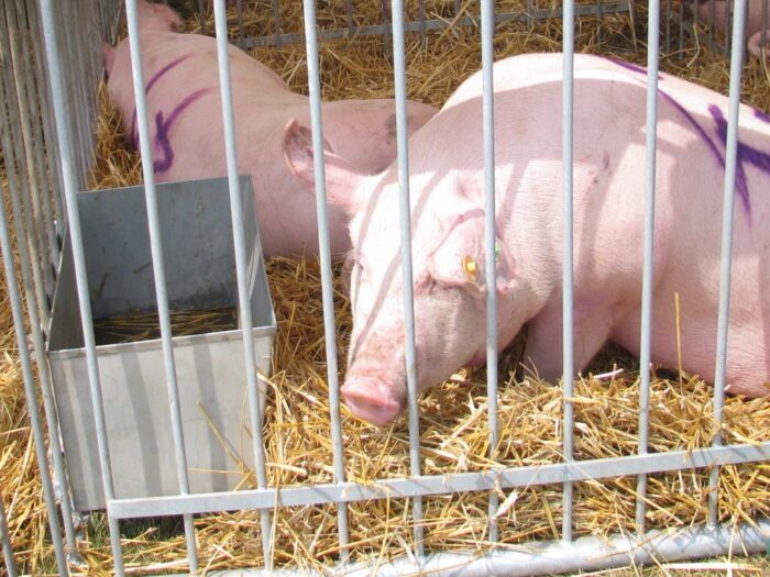 produkcja trzody chlewnej, ceny świń, opłacalność produkcji