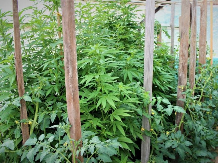 konopie indyjskie w szklarni, KPP Myślenice, uprawa pomidorów, susz roślinny