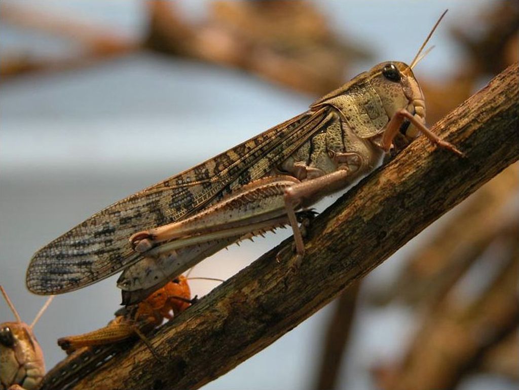 regionu Estremadury, szarańcza, Hiszpania, plaga szarańczy