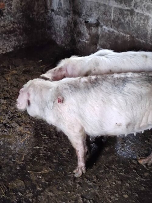 znęcanie się na zwierzętami, Gniezno, TOZ Gniezno, koszmar w gospodarstwie