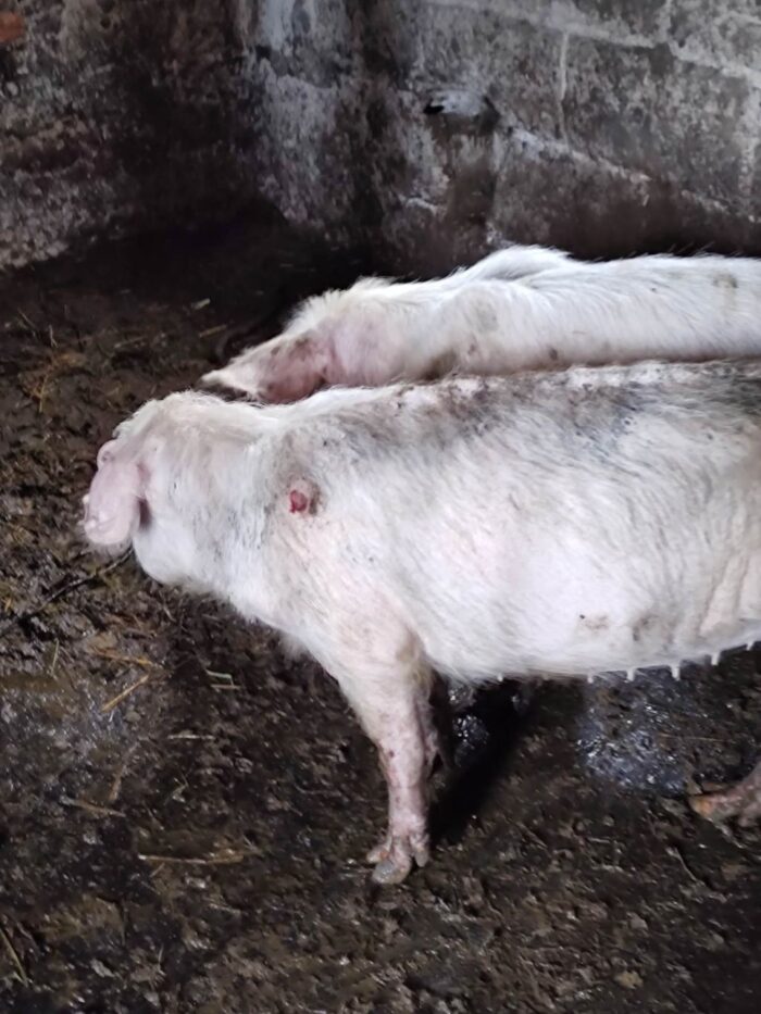 znęcanie się na zwierzętami, Gniezno, TOZ Gniezno, koszmar w gospodarstwie