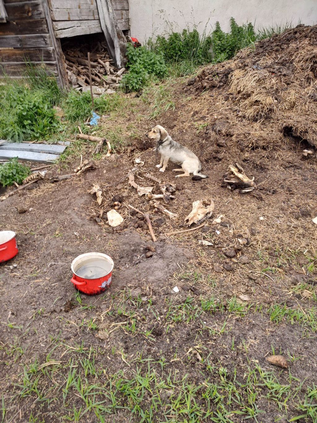 znęcanie się na zwierzętami, Gniezno, TOZ Gniezno, koszmar w gospodarstwie