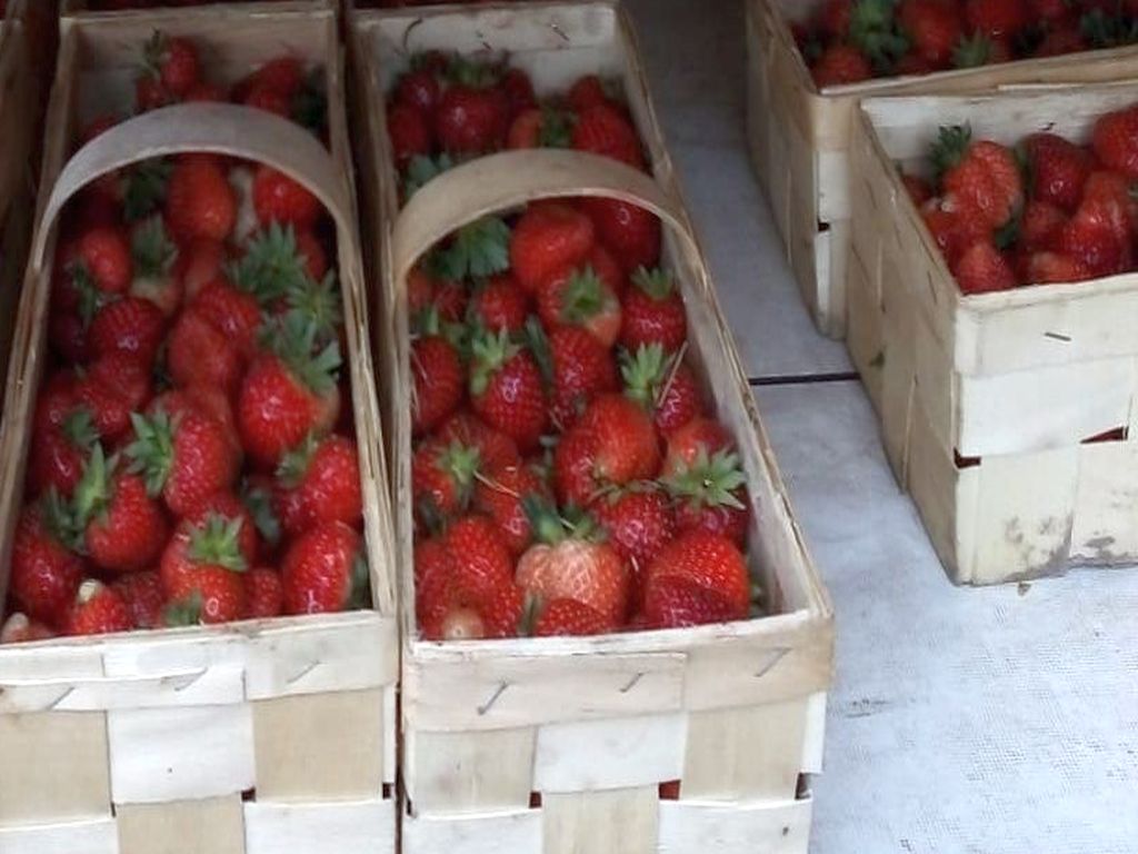 kontrola truskawek, IJHAR-S, owoce z importu, Związek Sadowników RP