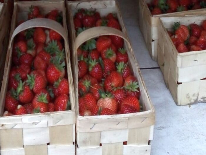 truskawki, ceny truskawek, zdrowie, uroda, witaminy, owoce