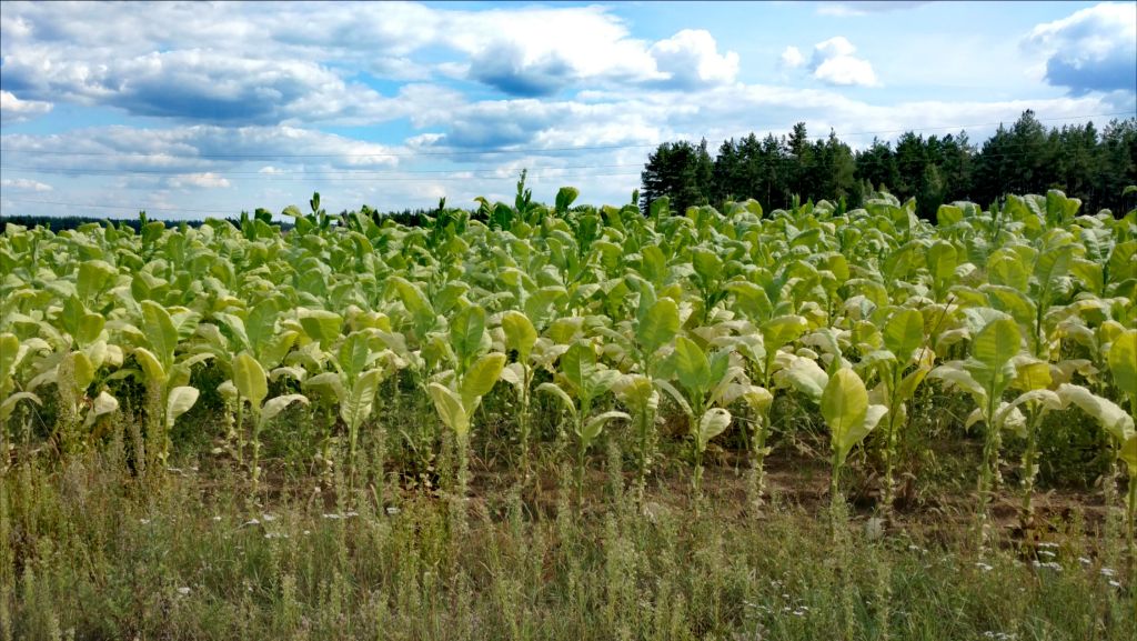 Arysta LifeScience, choroby, białko, grzyby, Alternaria tenuissima, Atailing, warzywa, tytoń