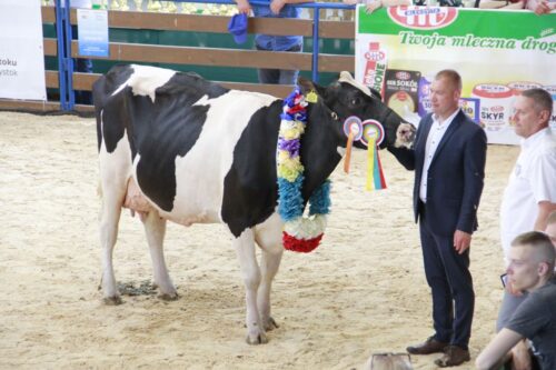 wystawa zwierząt hodowlanych, Szepietowo, bydło mleczne, czempiony,