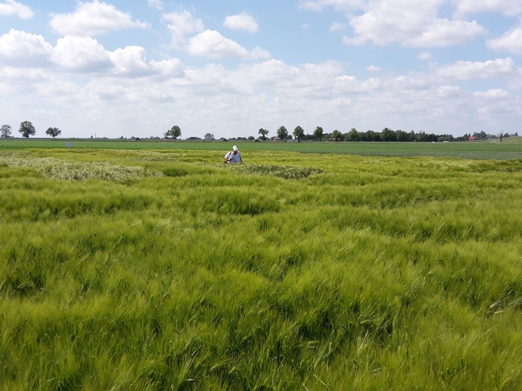 zboza_zbiory_prognozy_ierigz