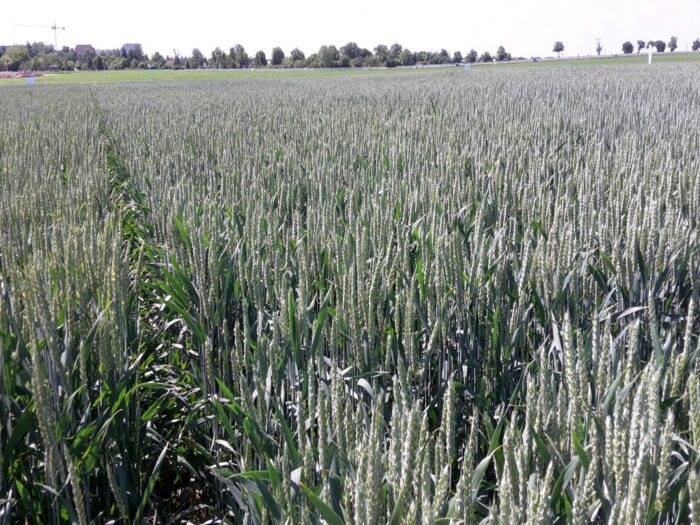 zboza_zbiory_prognozy_ierigz