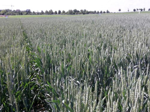 zboza_zbiory_prognozy_ierigz