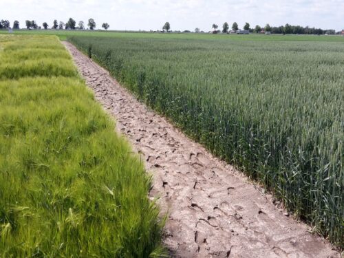 produkcja zbóż, pszenica, zboża paszowe