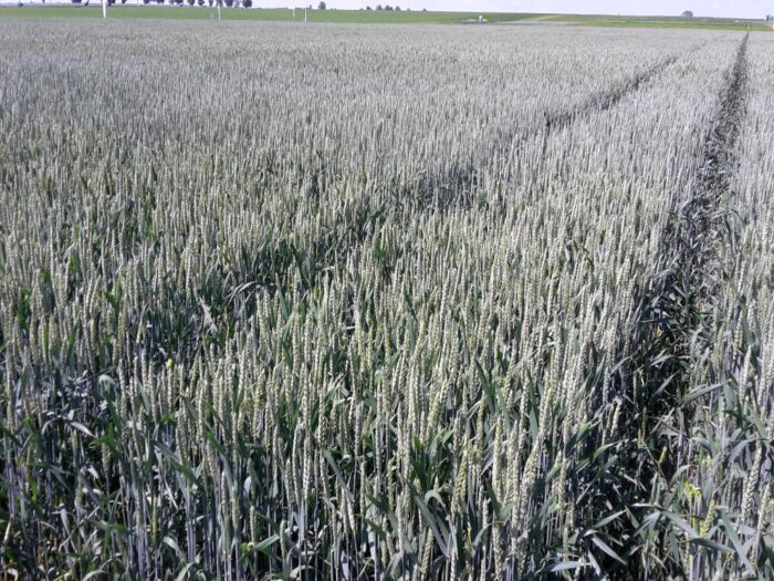 produkcja zbóż, pszenica, zboża paszowe