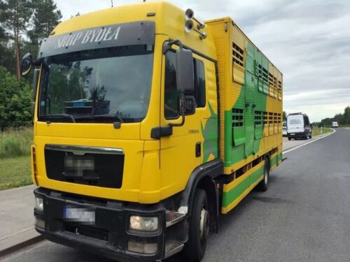 transport bydła, ubój bydła, Ruszajny powiat olsztyński, WITD Olsztyn