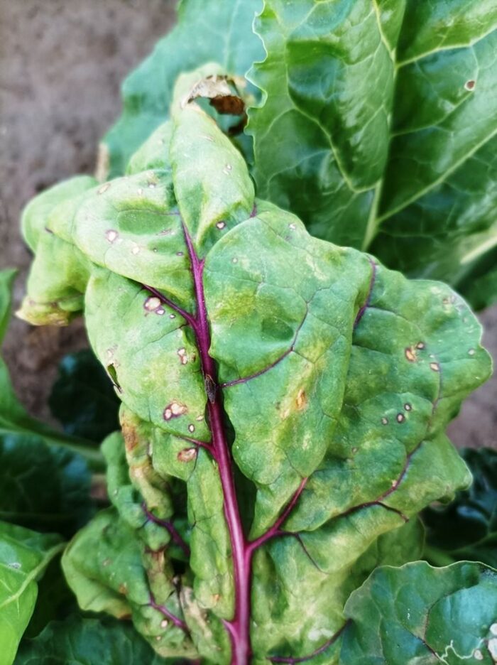 chwościk w burakach cukrowych, uprawa buraka cukrowego, ochrona chemiczna roślin
