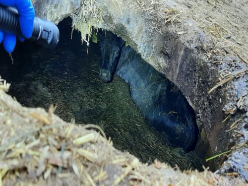 Cielę utkwiło w zbiorniku z gnojowicą, Pacółtowo, powiat  nowomiejski, Józef Dobies