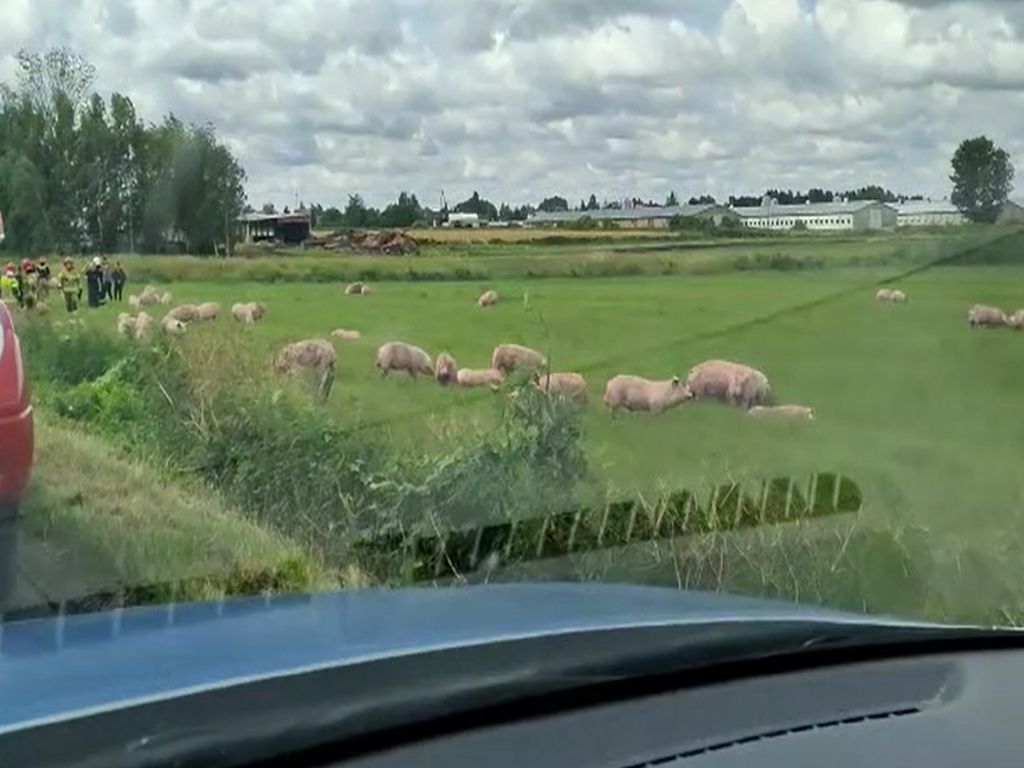 ciężarówka, tuczniki, wypadek, bieżuń