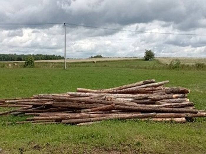 kradzież drewna, bitwa pod Grunwaldem, gmina Grunwald , powiat ostródzki