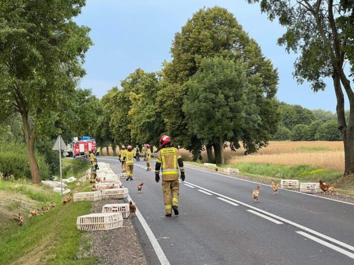 transport drobiu, kury na drodze, Świerczynek, powiat płocki, Marta Lewandowska