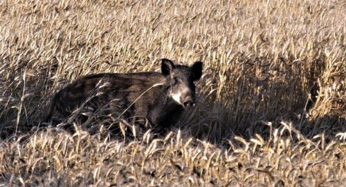 myśliwi, polowania na dziki, Polski Związek Łowiecki, padłe dziki, asf, wirus asf, sezon łowiecki, odstrzał sanitarny