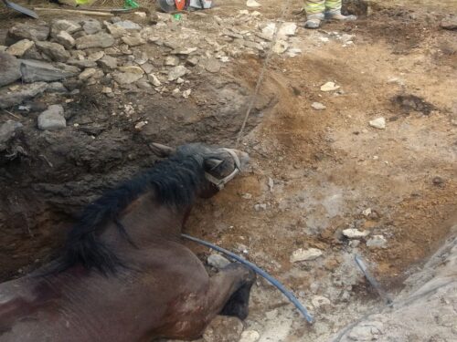 koń w piwnicy, krowa w rowie melioracyjnym, Wielgus, Piotr Boksa, Nowa Wieś