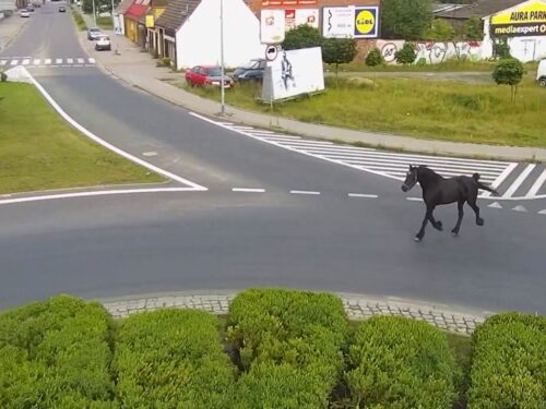 koń na ulicach miastach, Szczecinek, Anna Matys, KPP Szczecinek