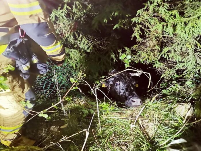 krowa w stawie, OSP Michałowo, powiat białostocki