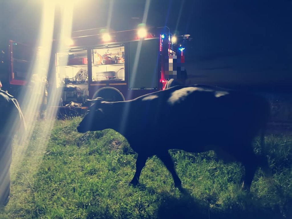 krowa w stawie, OSP Michałowo, powiat białostocki