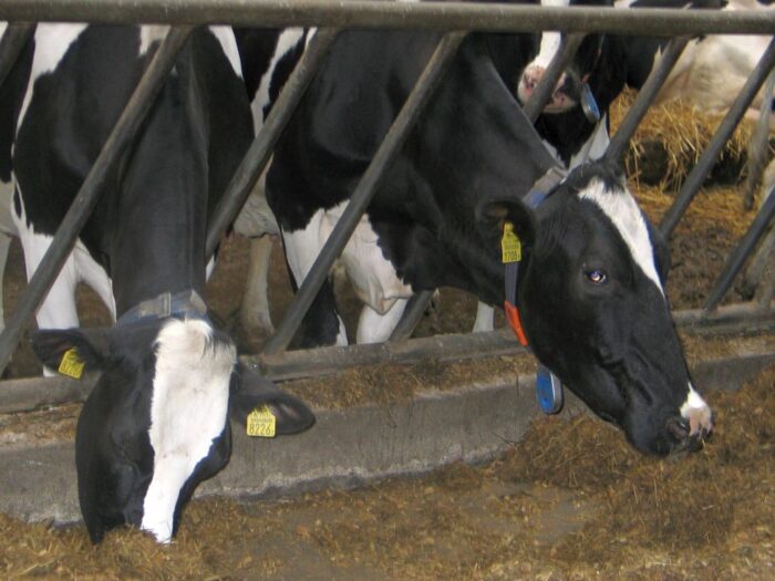 korowy pogłowie obora