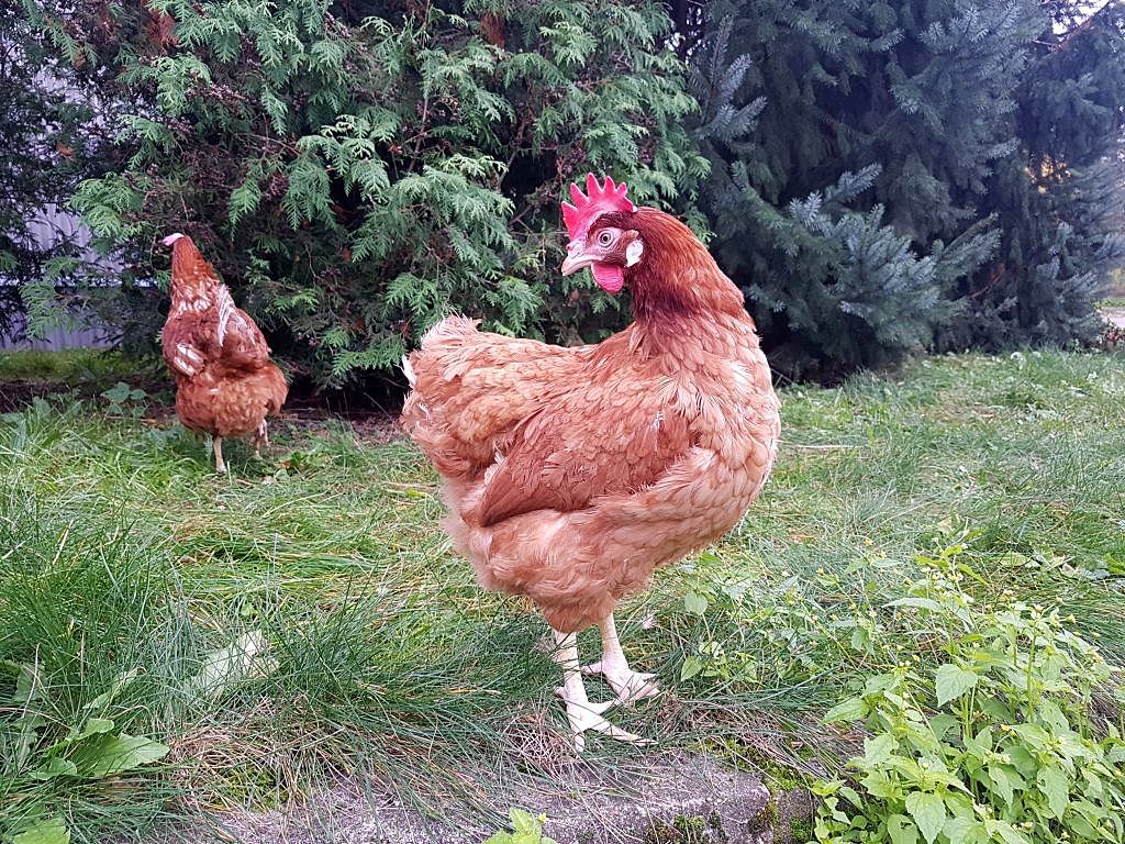 rośliny białkowe, polskie białko paszowe, drób, groch, bobik, pasze dla zwierząt, drób rzeźny, kury nieśne