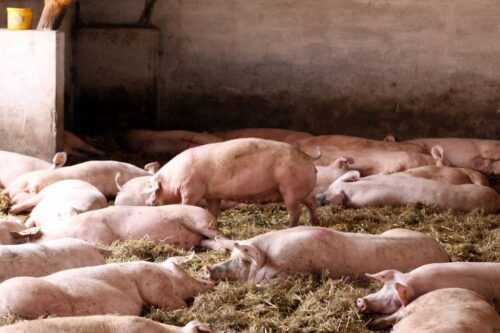 stres cieplny, trzoda chlewna, maciory, żywienie świń, pobranie paszy, ruja, objawy rujowej, śmiertelność zarodków