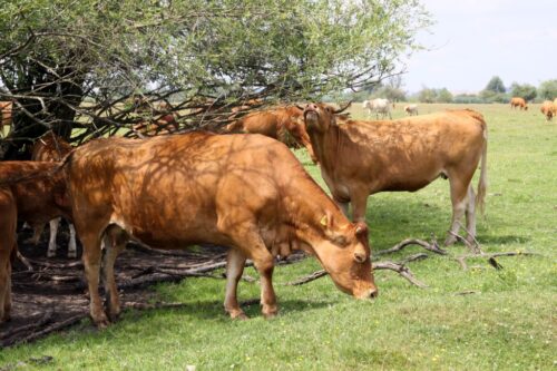 stres cieplny, bydło mięsne, upały, opasy, pasza, pobranie paszy, produkcja mleka, układ odpornościowy, pastwisko
